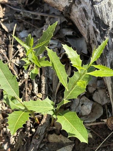 Denhamia obscura