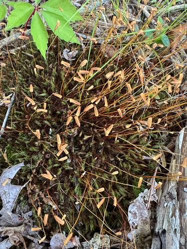 Polytrichum ohioense, 2026-07-17