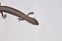 Calyptotis scutirostrum