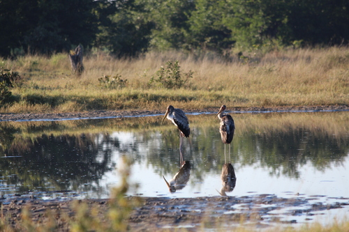 iNaturalist image