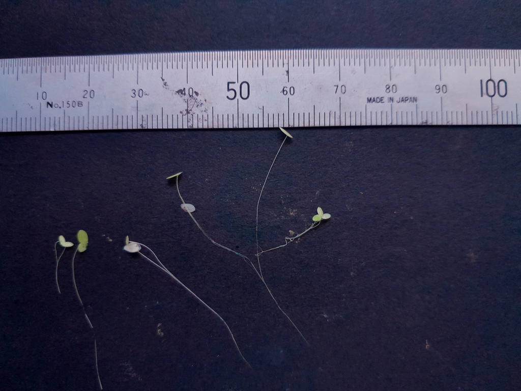 Lemna aequinoctialis; photograph (c) Steve Fitzgerald, some rights reserved (CC BY-SA)