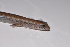 Calyptotis scutirostrum