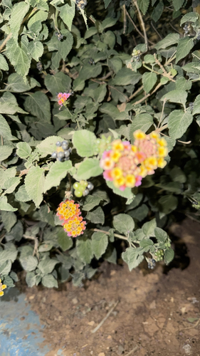 common lantana