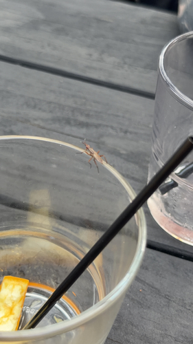Longhorn Cactus Fly