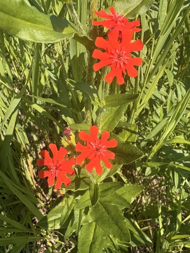 Maltese-cross