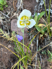 Calochortus gunnisonii, photograph (c) Bob Walker, some rights reserved (CC BY)