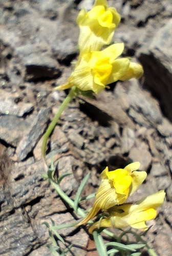 Linaria aeruginea, photograph 1
