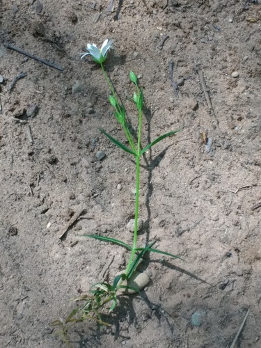 Krūmokšninė žliūgė nuotrauka