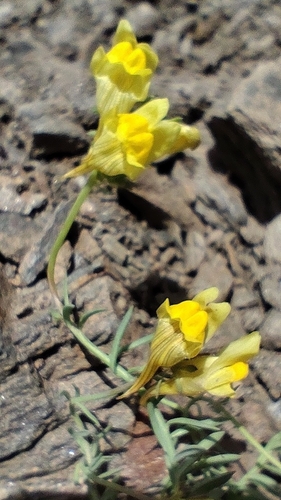 Linaria aeruginea, photograph 2