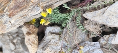 Linaria aeruginea, photograph (c) Santiago Martín-Bravo, some rights reserved (CC BY)