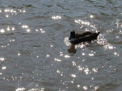 Anas platyrhynchos domesticus