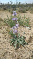 Salvia carduacea