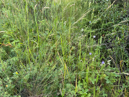 Festuca idahoensis observed 2026-07-14