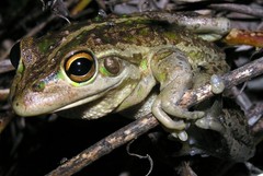 Moore's Frog photo 3
