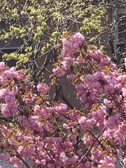 Prunus serrulata