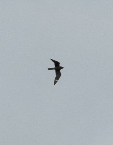 Common Nighthawk observed by bstarzomski