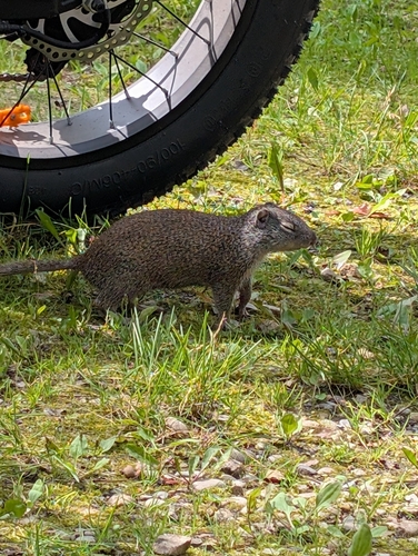 Franklin's Ground Squirrel observed by lallen