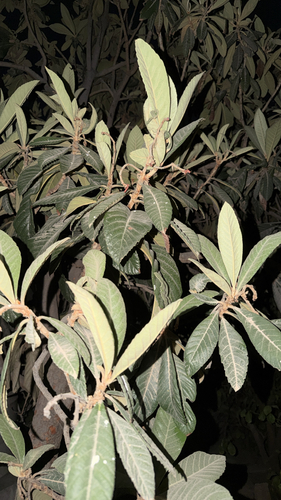 Loquat
