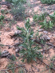 Xanthisma texanum drummondii