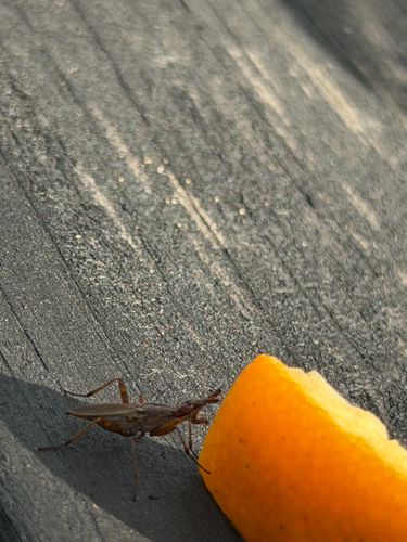 Longhorn Cactus Fly