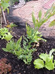Levisticum officinale