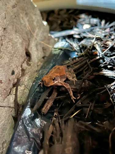 Gulf Coast Toad
