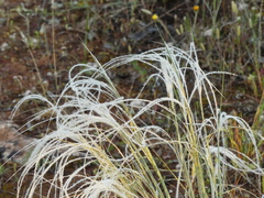 Stipa austroitalica