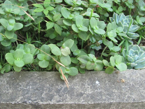 Crassula multicava