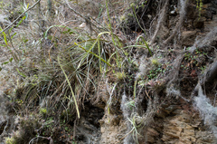 Pfeiffera paranganiensis