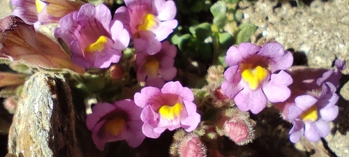 Chaenorhinum glareosum