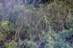 Pfeiffera paranganiensis