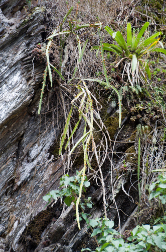 Pfeiffera paranganiensis