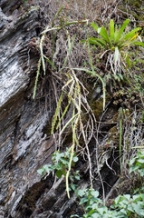 Pfeiffera paranganiensis