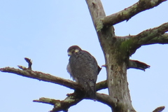 Falco peregrinus pealei