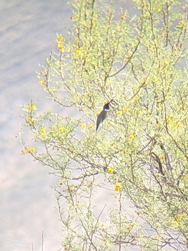 Black-chinned Hummingbird observed by bcnh-baddie