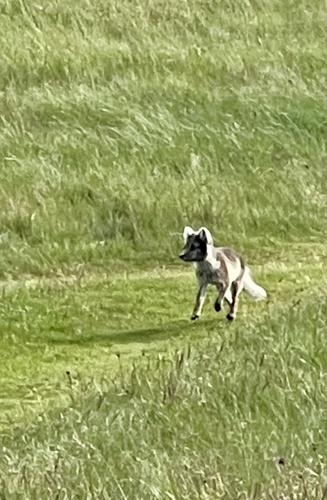 Polarfuchs observed by tbnord