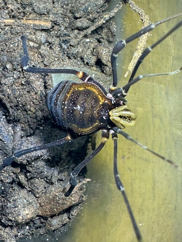 Geraeocormobius cunhai