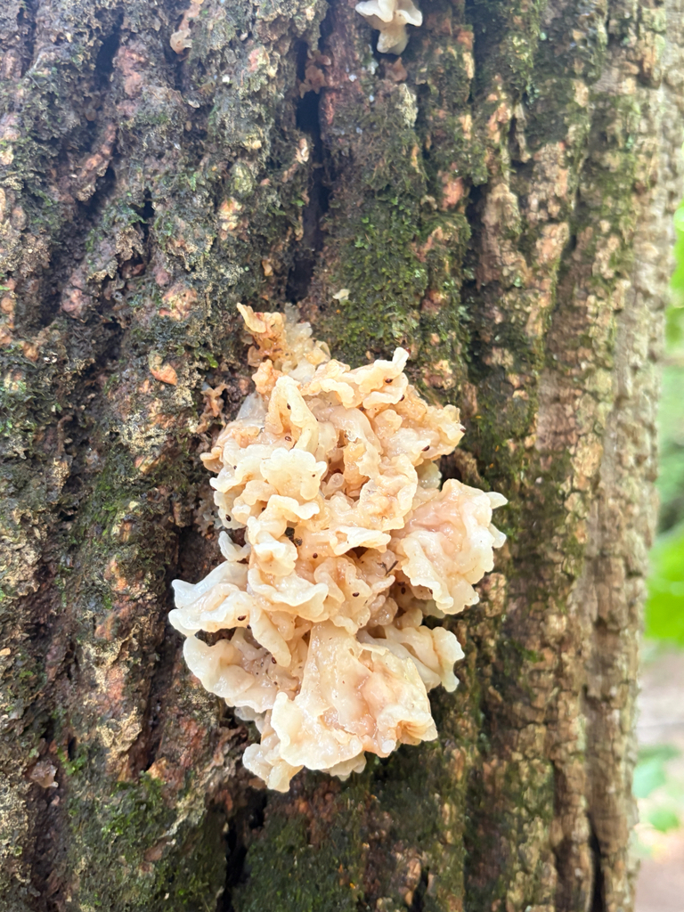 white jelly fungus · July 2026 · photo: Photo: (c) Karina M. Torres, some rights reserved (CC BY) · iNaturalist