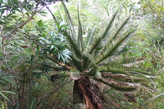 Dioon merolae