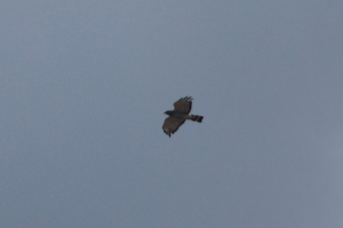 Broad-winged Hawk observed by dylanlabossiere
