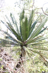 Dioon merolae