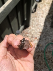 Ignelater havaniensis