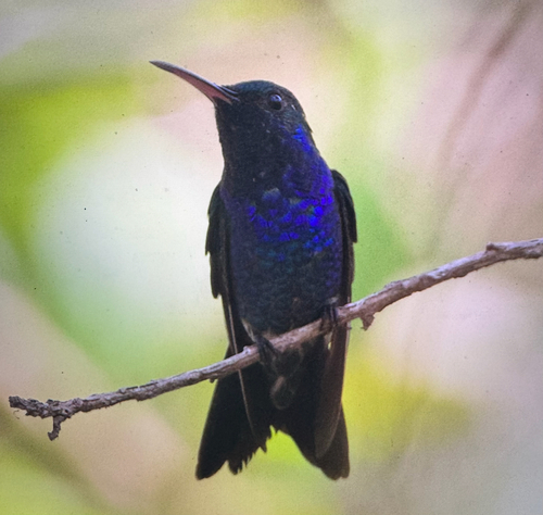 Sapphire-bellied Hummingbird (Chrysuronia lilliae)