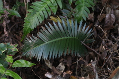 Dioon merolae