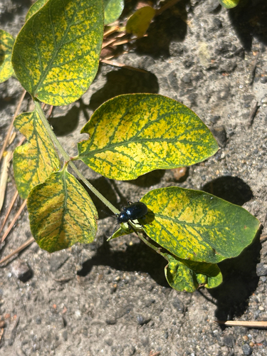 iNaturalist observation photo of Chrysochus chinensis
