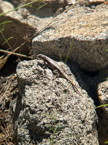 iNaturalist observation photo of Common Sagebrush Lizard