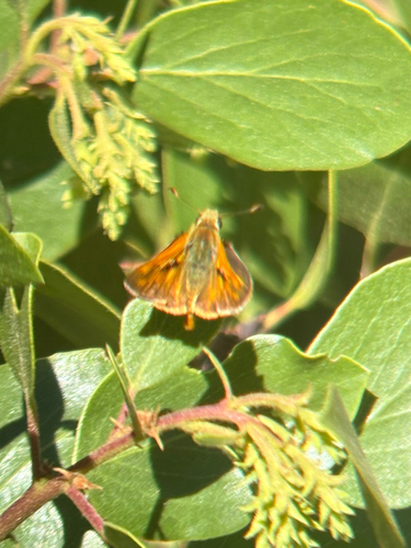 iNaturalist observation photo of Woodland Skipper