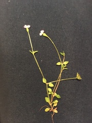 Houstonia pusilla