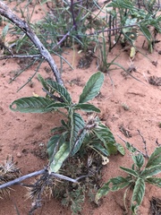 Amaranthus arenicola