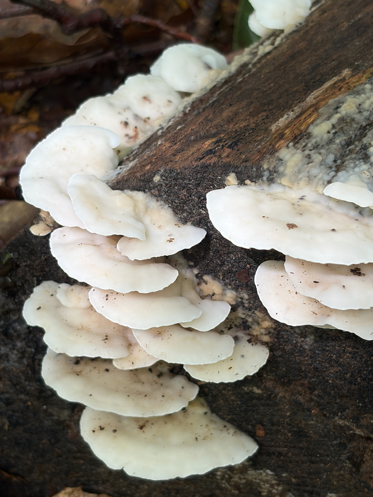 bicoloured bracket · July 2026 · photo: Photo: (c) Karina M. Torres, some rights reserved (CC BY) · iNaturalist